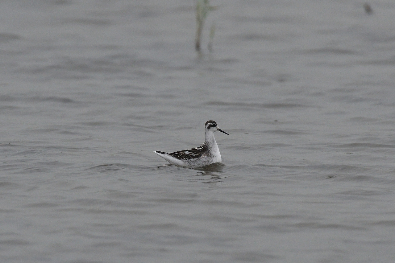 DSC_4442_00001 지느러미발도요 2 경기 화성.jpg