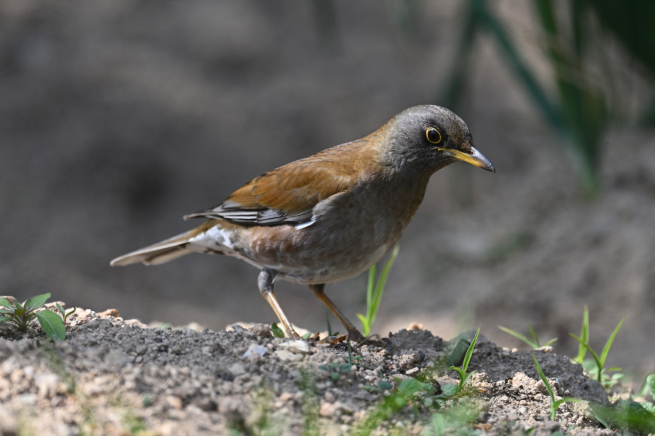 2. 흰배지빠귀2.jpg