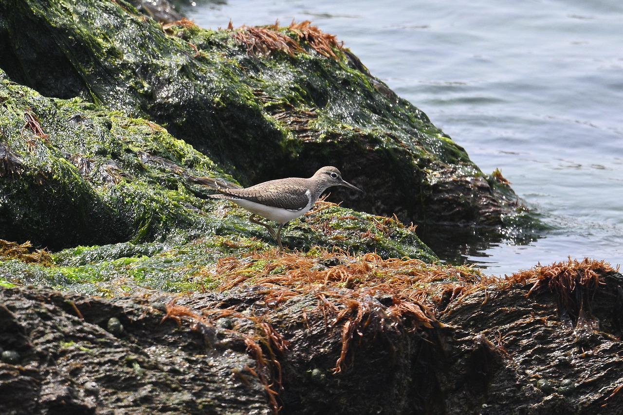 KakaoTalk_20220424_235057048 깝짝도요.jpg