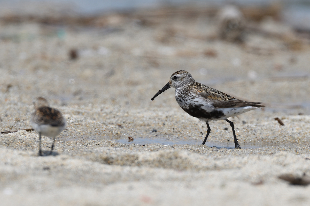 DSC_9539_00001 민물도요 남대천.jpg