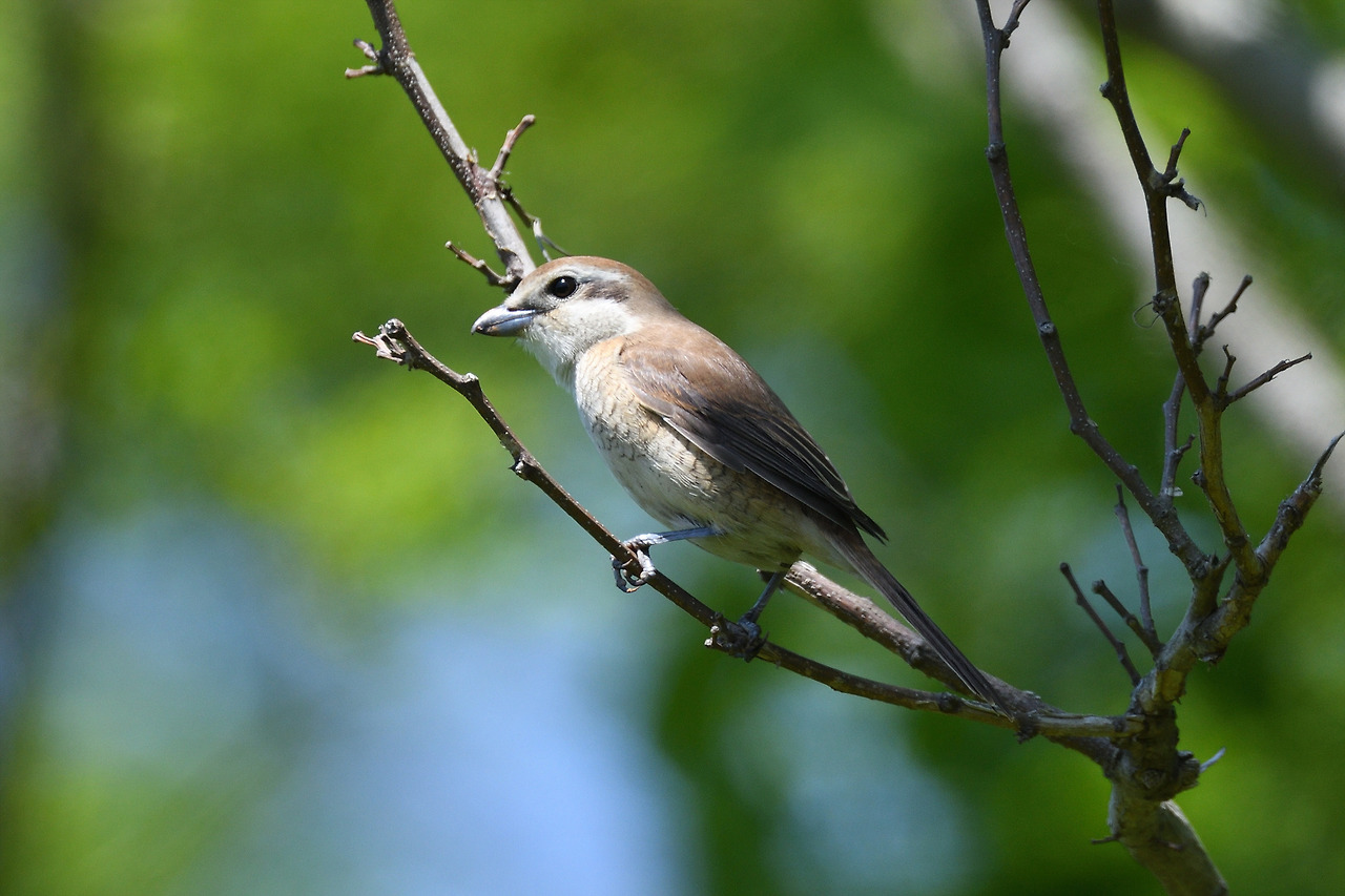 노랑때까치 새끼.jpg
