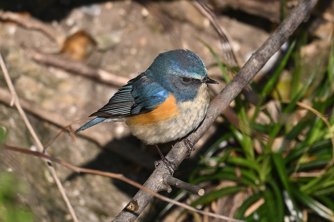 12. 유리딱새수컷1.jpg