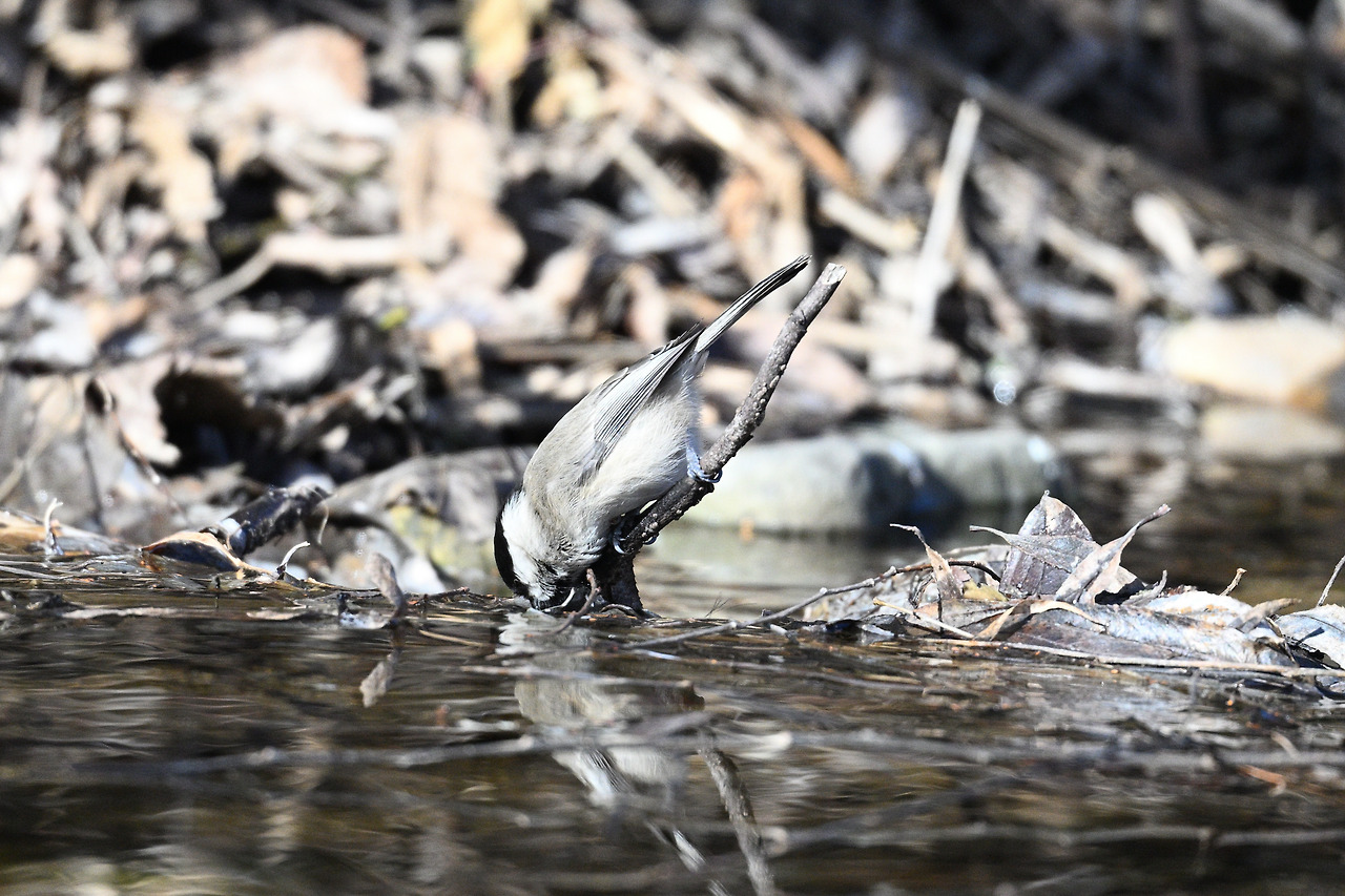 쇠박새 물먹기.jpg