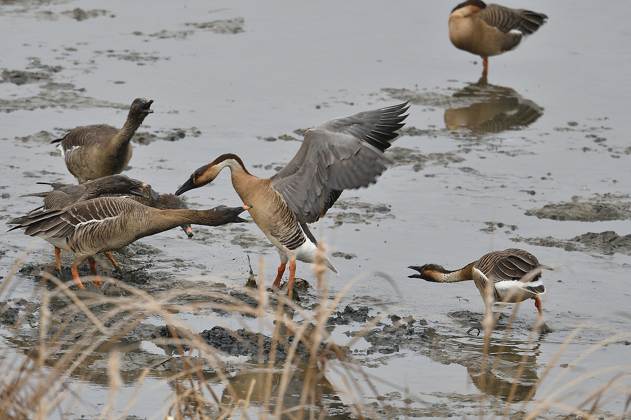 큰기러기와 개리의 영역 다툼.jpg