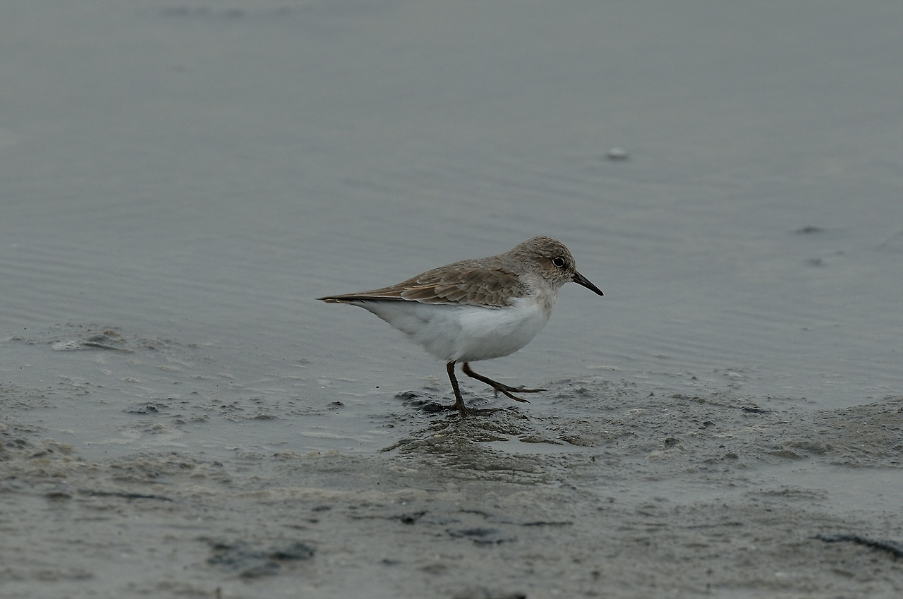 YSK_5961_00004 좀도요.jpg