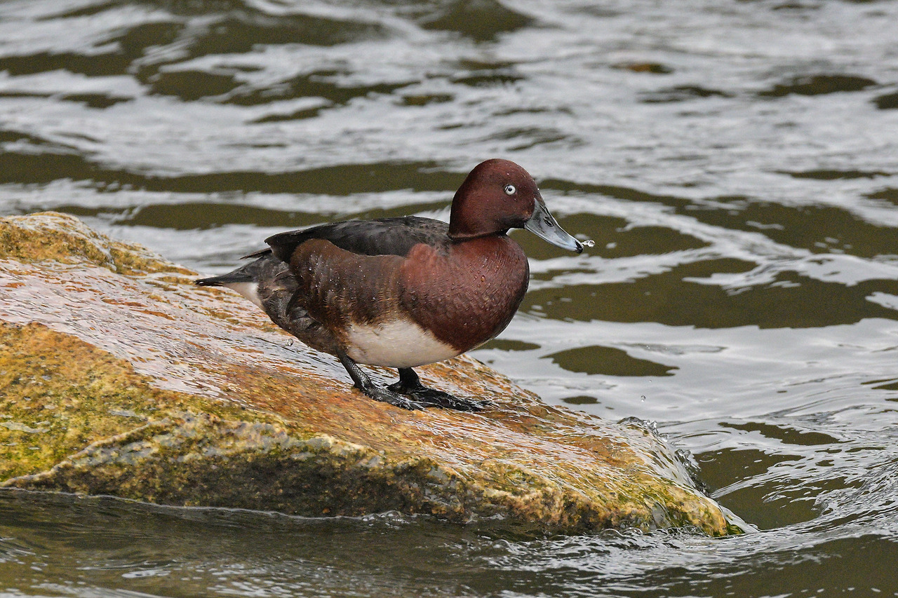 적갈색흰죽지(2203) 마포.jpg