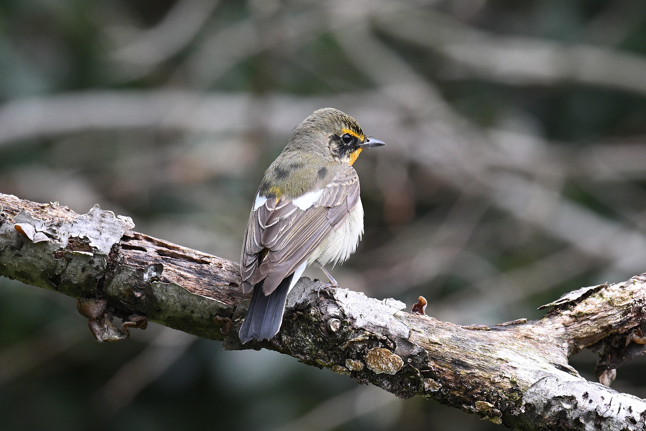 황금새 미성숙새.jpg