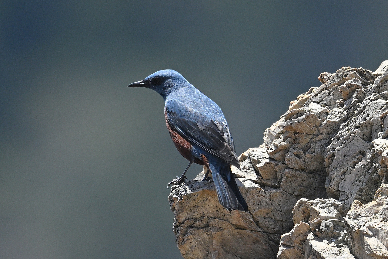 5. 바다직박구리 수컷.jpg