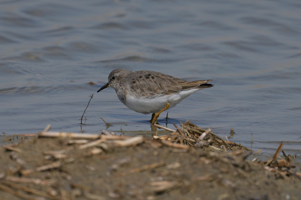 DSC_6232 흰꼬리좀도요.jpg