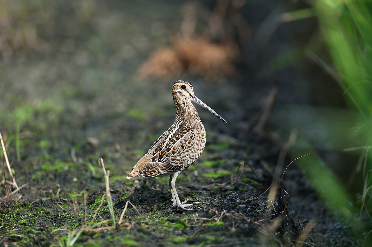 DSC_4262_00001 꺅도요사촌 공릉천.jpg