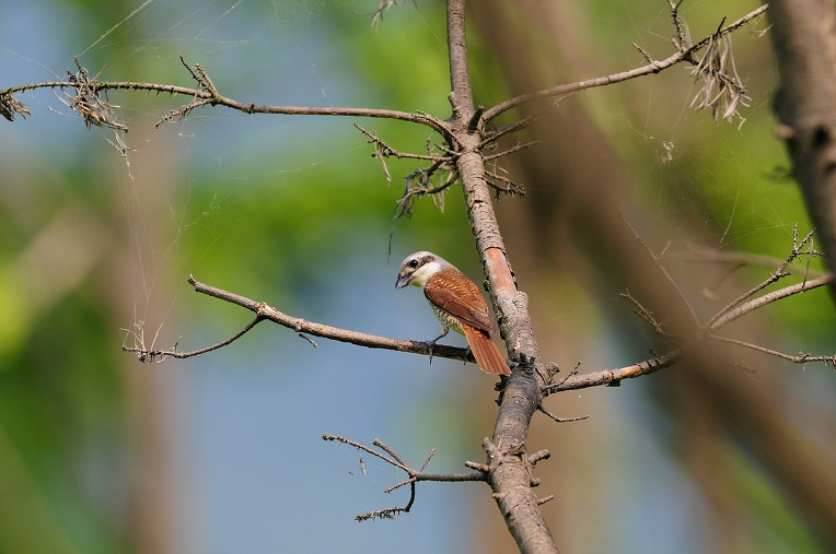 칡때까치 암컷.jpg