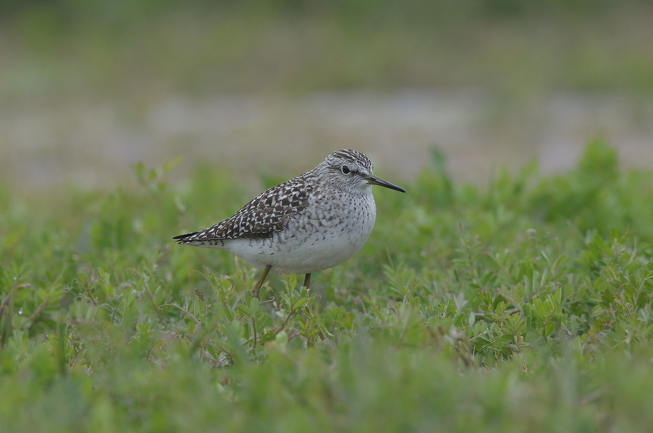 YSK_6454_00016 알락도요 2.jpg