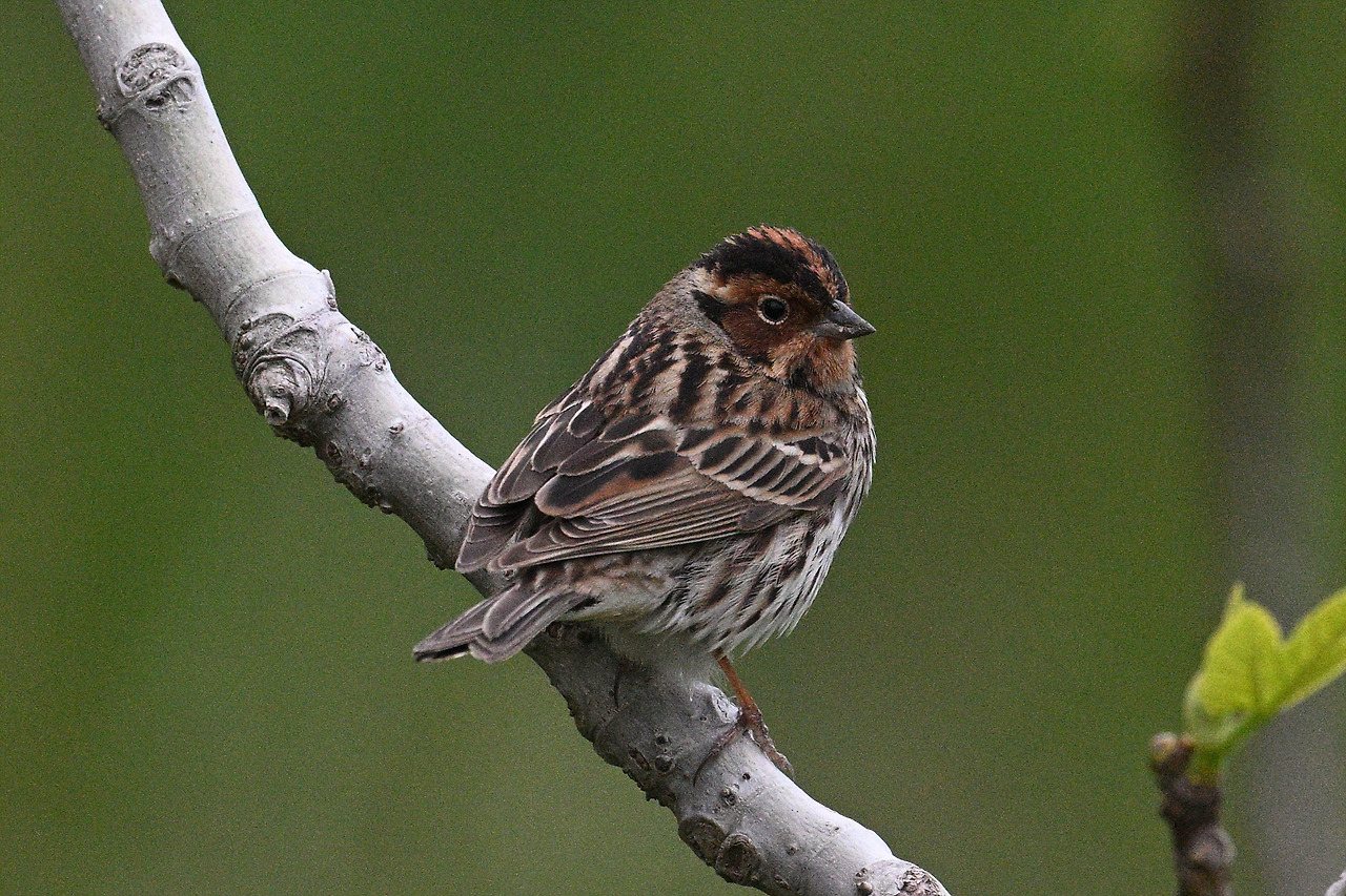 11일 쇠붉은뺨멧새DSC_1909.jpg