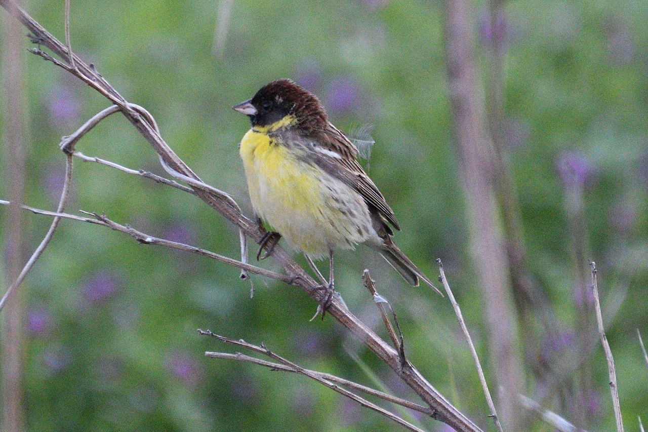 6. 검은머리촉새3.jpg