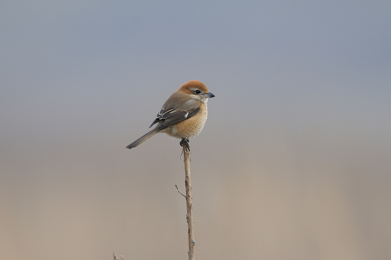때까치 암컷.jpg