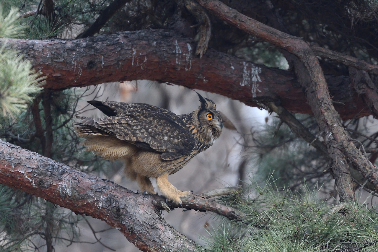 수리부엉이4.jpg