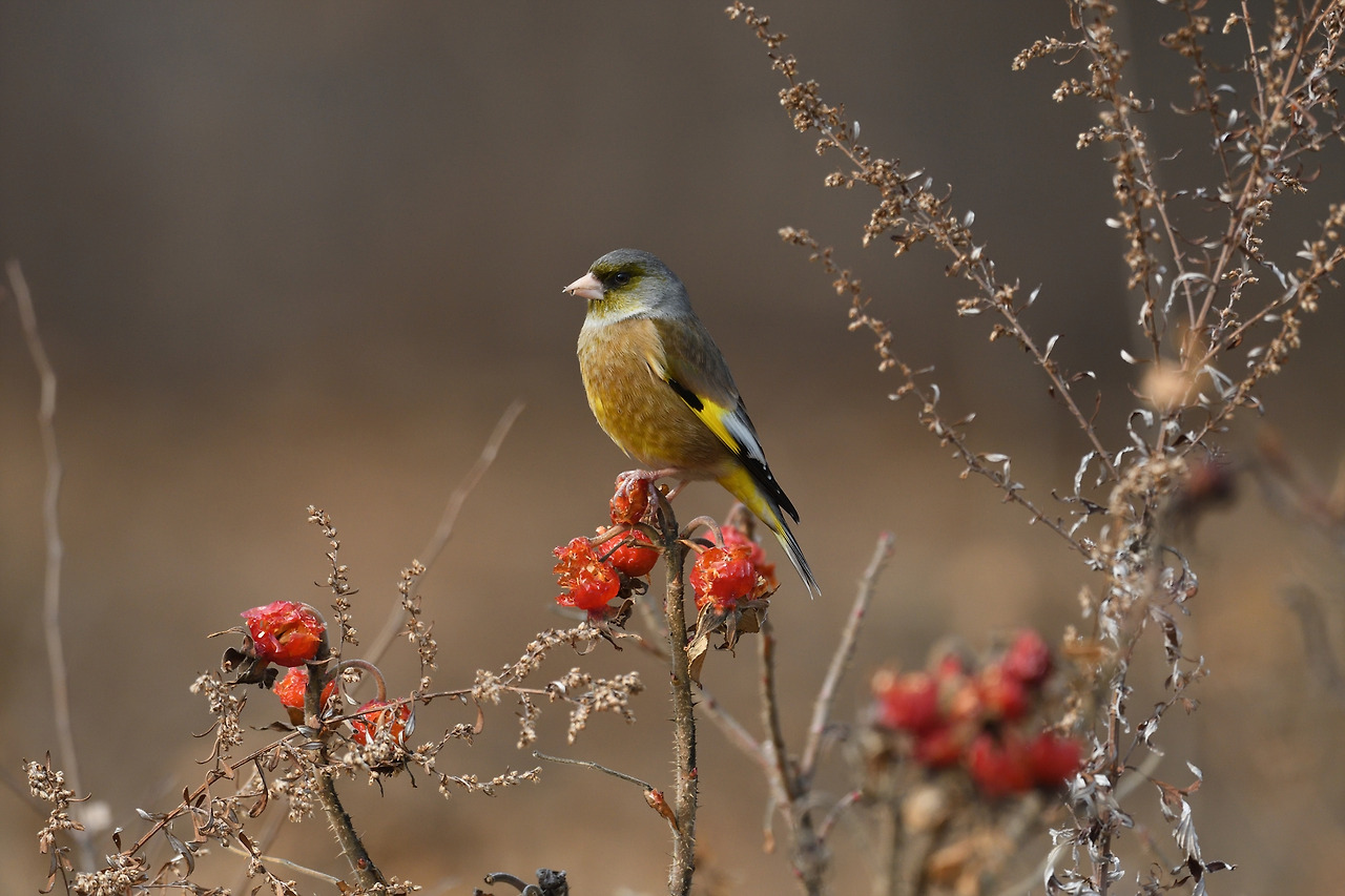 방울새 겨울 송도.jpg