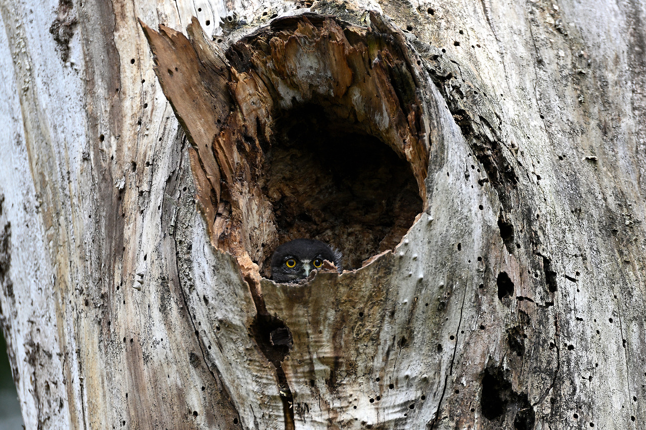 DSC_4126(솔부엉이 2-2).jpg