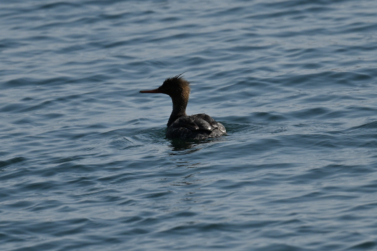 바다비오리 암컷.jpg