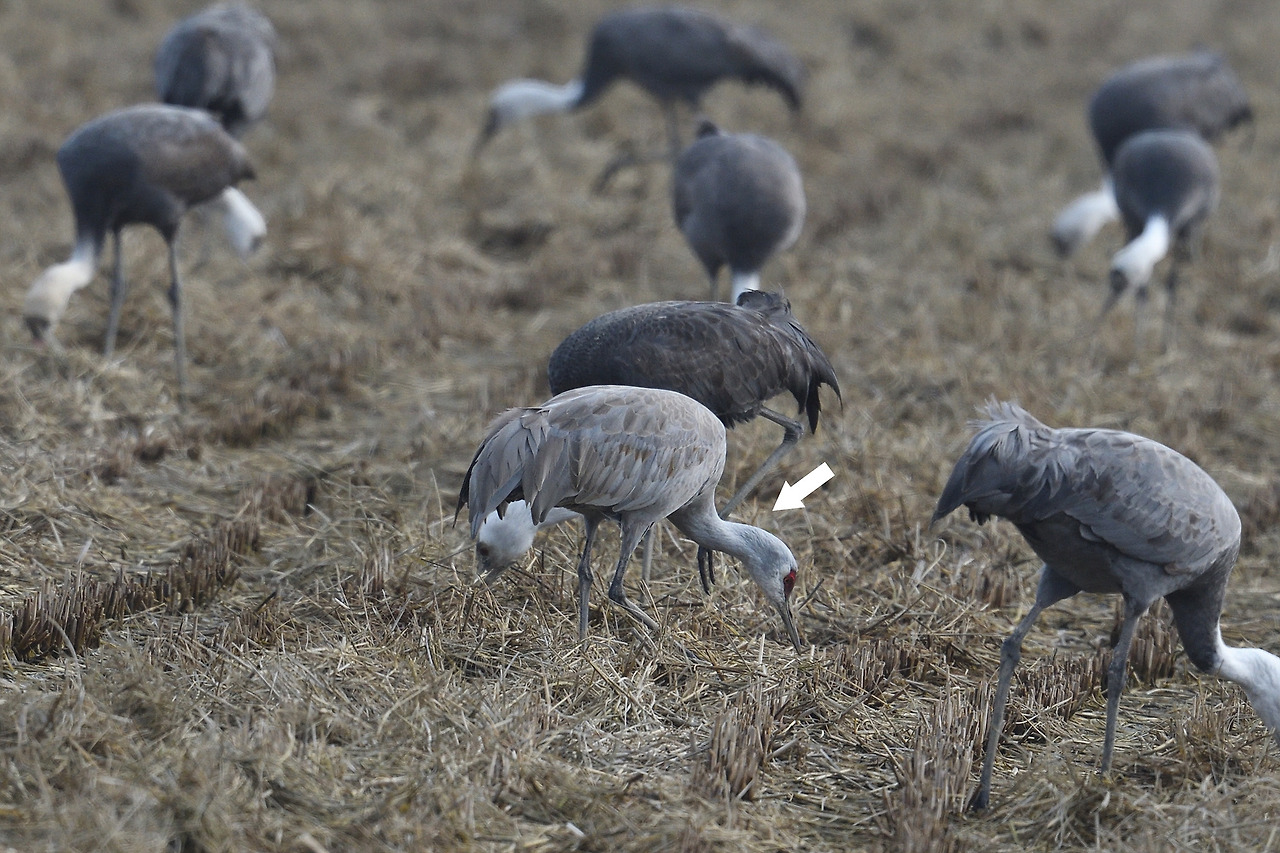 2021년 3월 서산에서 만난 캐나다두루미.jpg