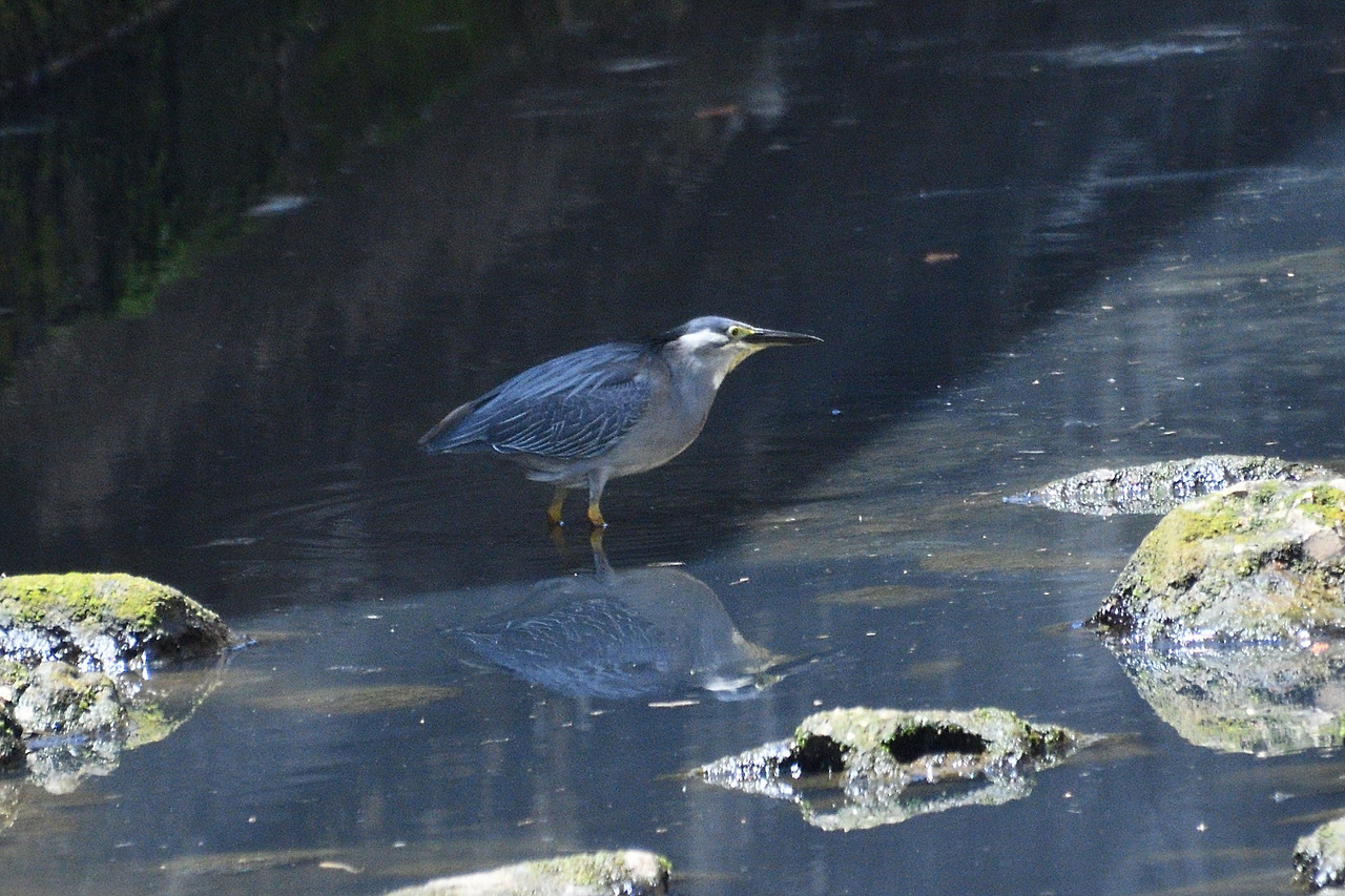 15. 검은댕기해오라기.jpg