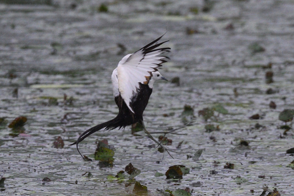 16년 의왕 물꿩.jpg