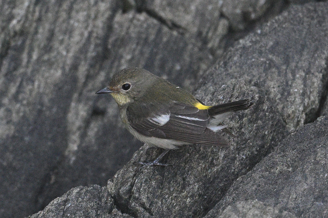 4. 흰눈썹황금새암2.jpg