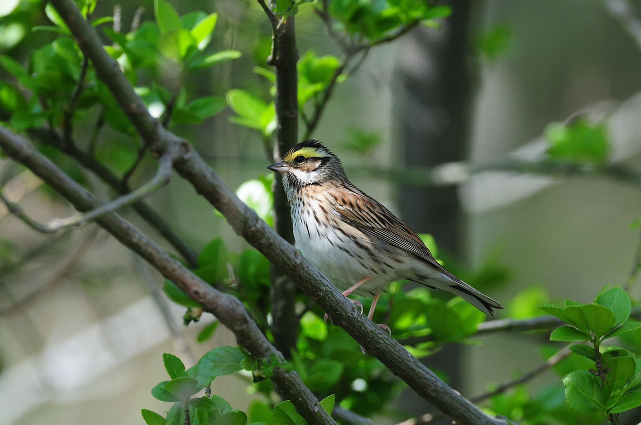 노랑눈썹멧새 암컷.jpg