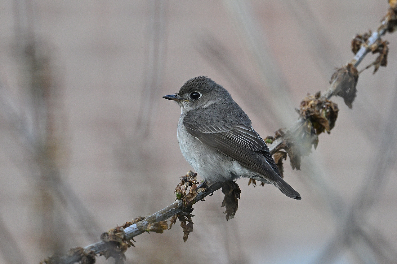 18. 쇠솔딱새1.jpg