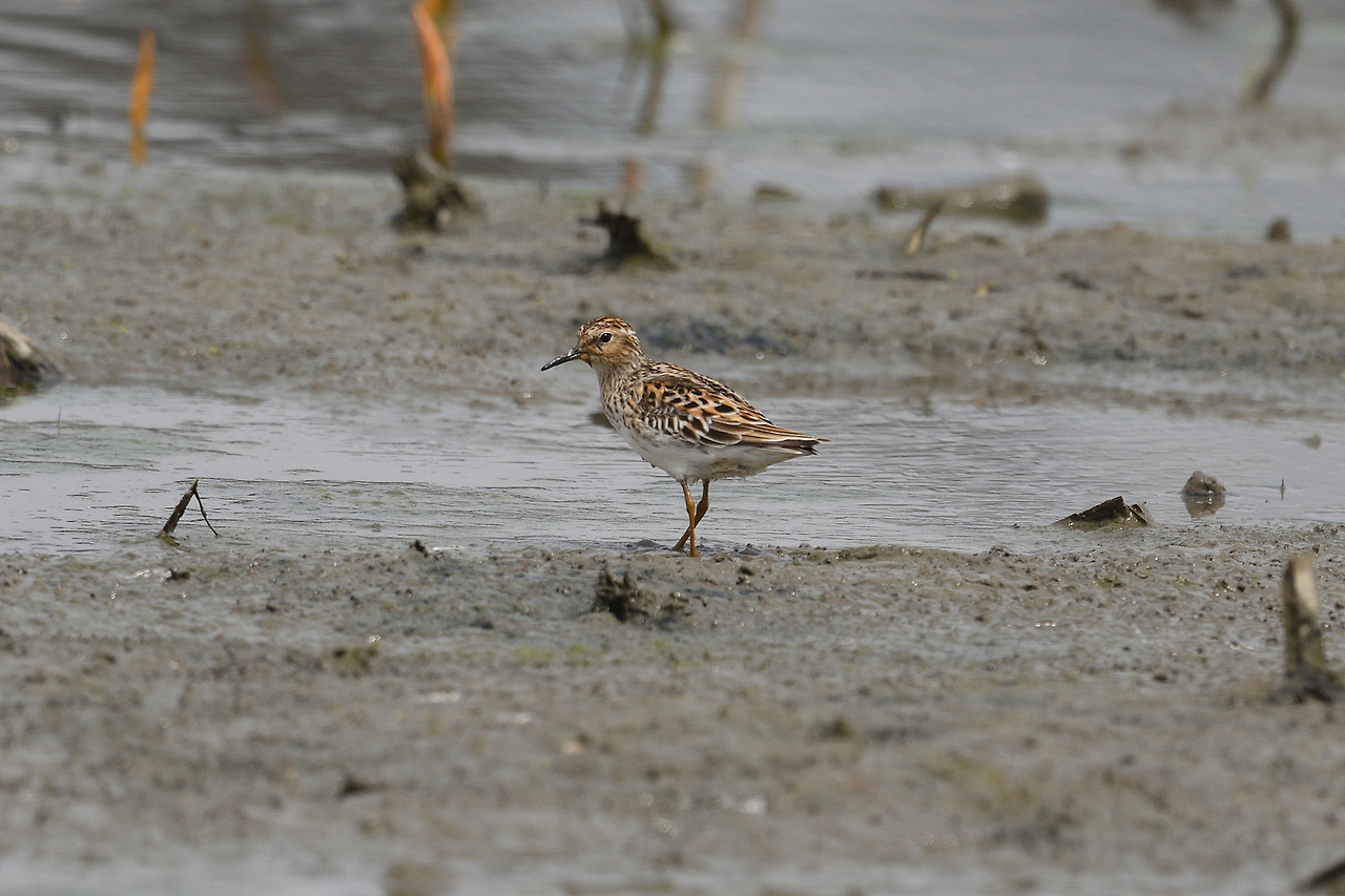 DSC_4323_00002 종달도요 경기 시흥.jpg