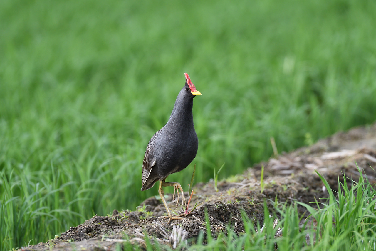 뜸부기 수컷.jpg