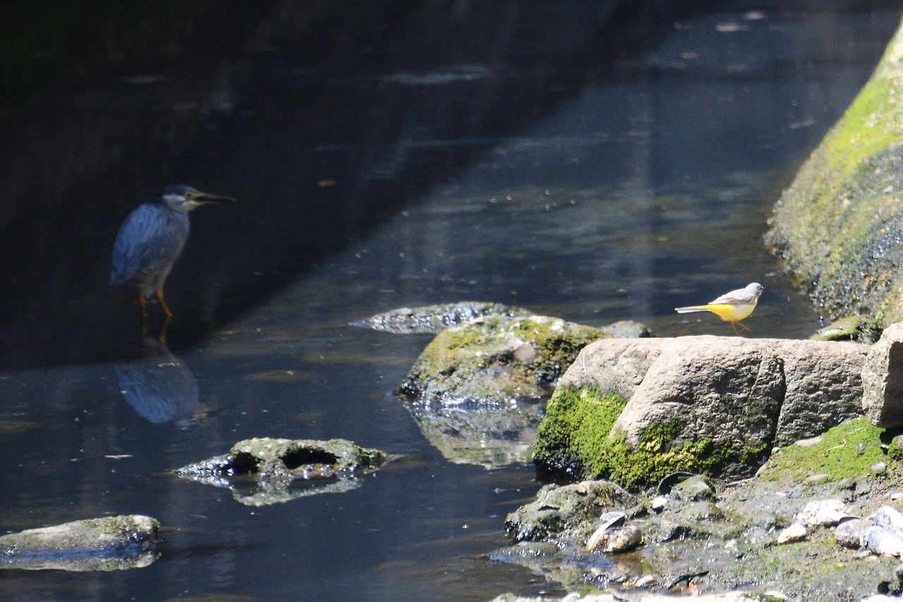 16. 노랑할미새.jpg