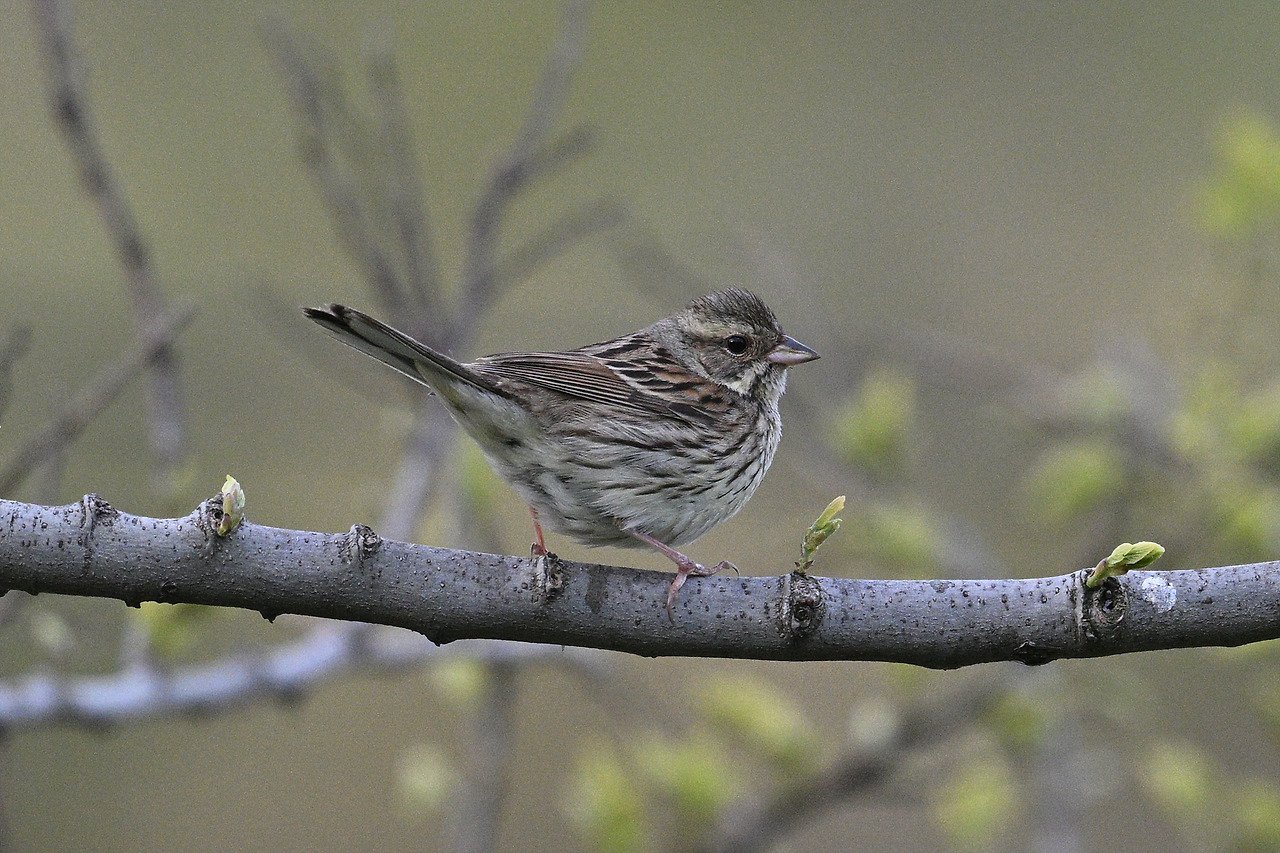 11일 촉새DSC_0943.jpg