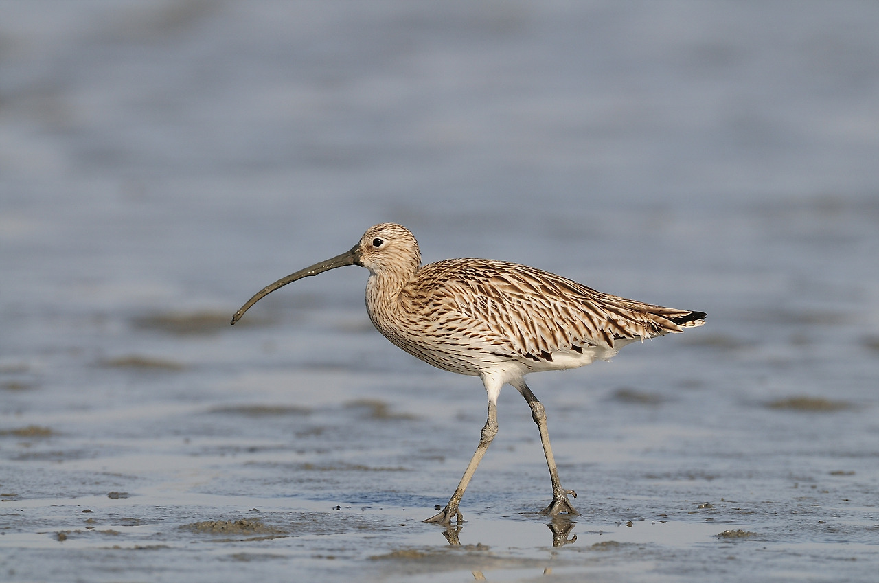 KakaoTalk_20220630_162925520 마도요.jpg