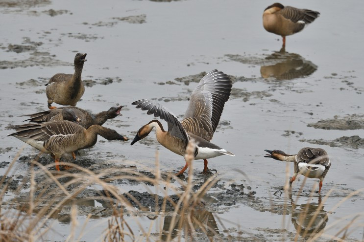 큰기러기와 개리.jpg