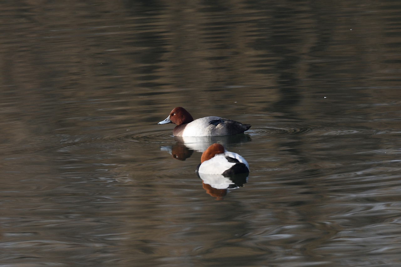 적갈색흰죽지 잡종2.jpg