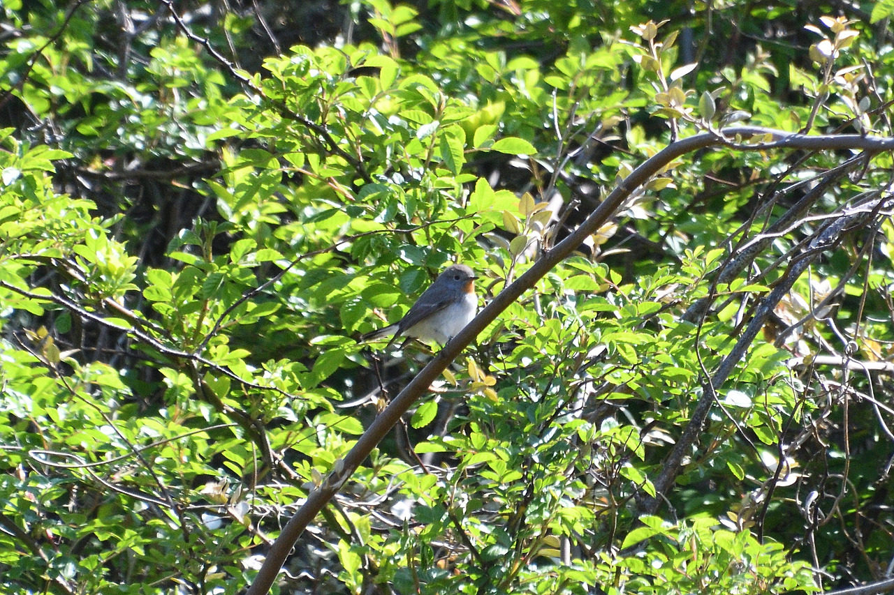 3. 흰꼬리딱새 테크길.jpg