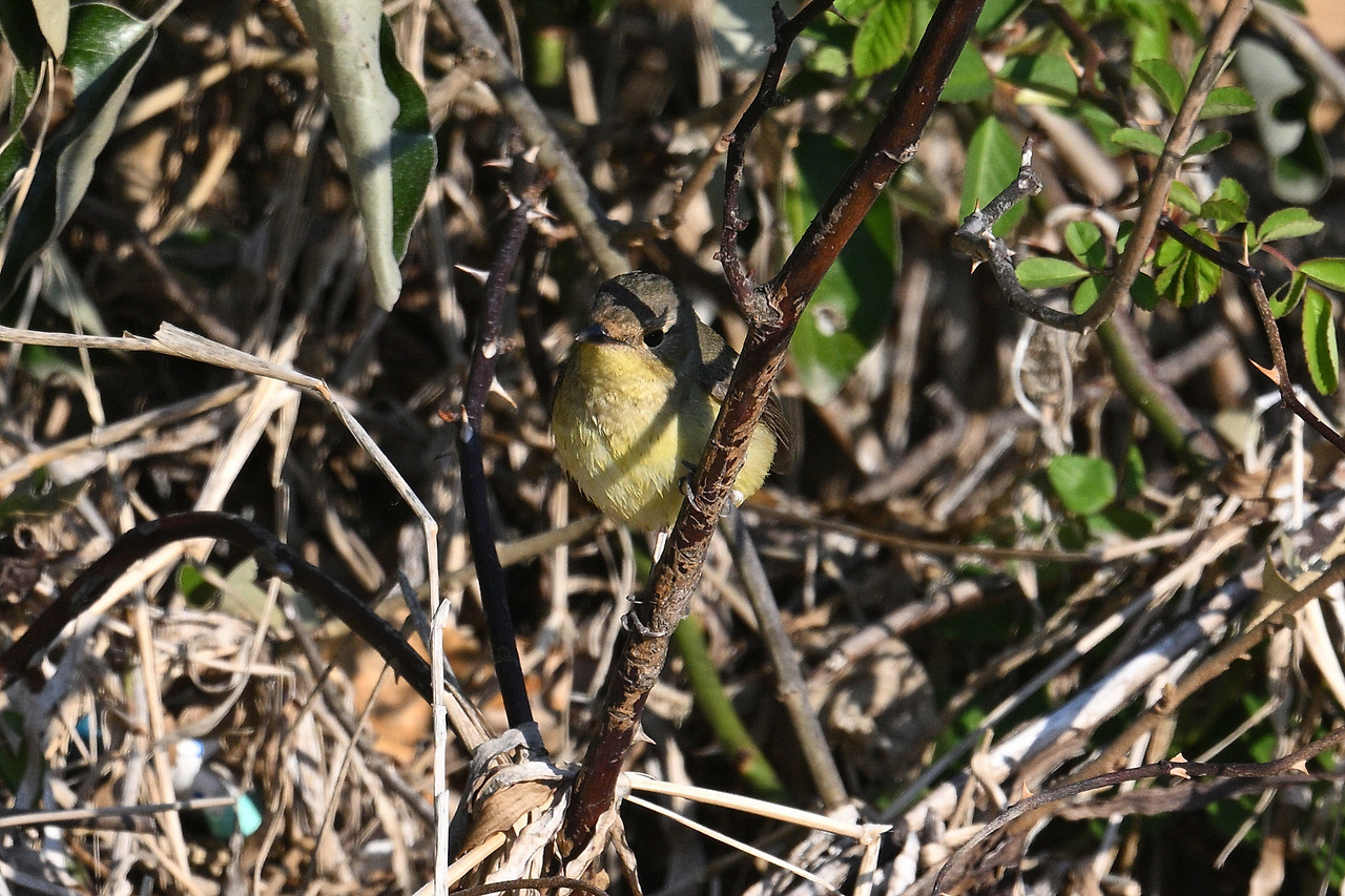 11. 흰눈썹황금새암컷.jpg