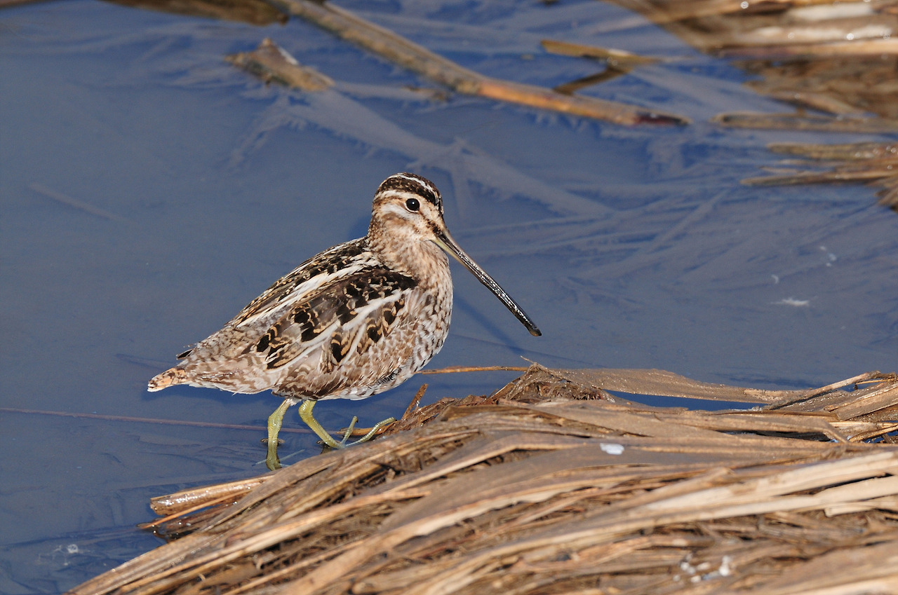 YSK_4002_00005 꺅도요 인천.jpg