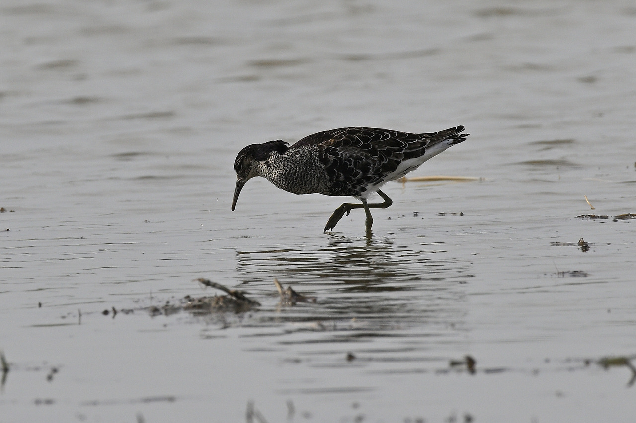 DSC_2398 목도리도요 2.jpg