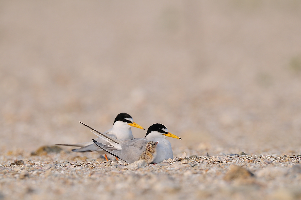 쇠제비갈매기 영종도.hwp.jpg