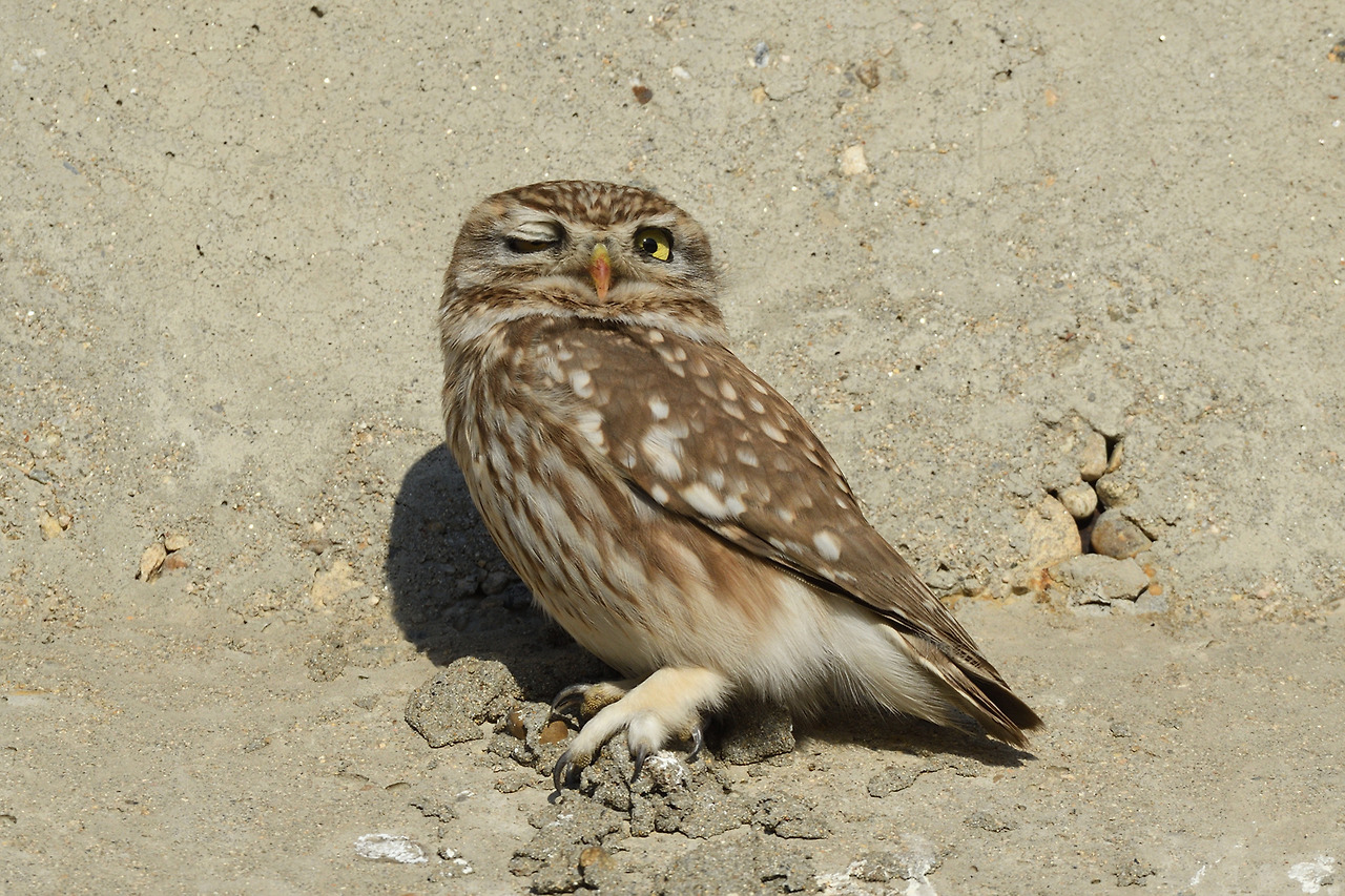 금눈쇠올빼미2 행주대교밑 윙크.jpg