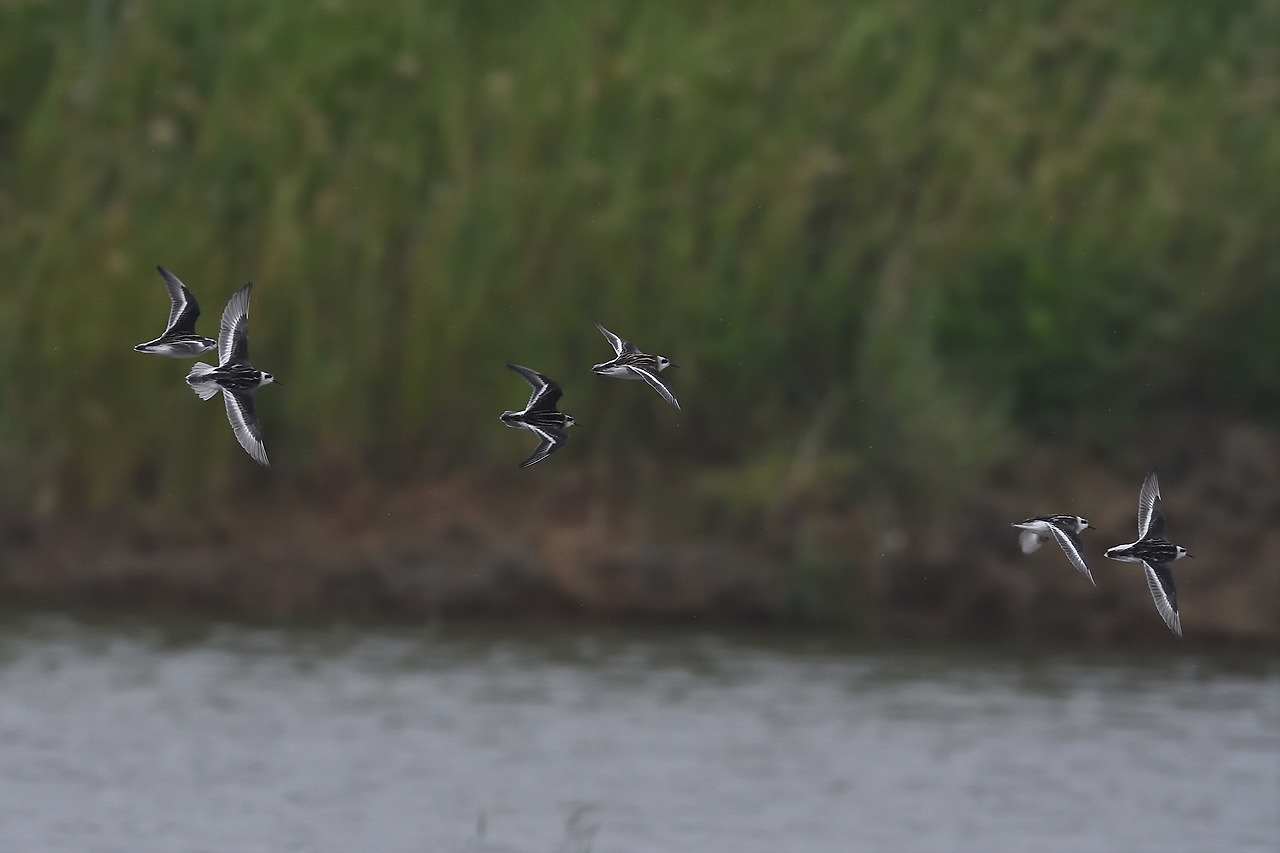 DSC_4469_00001 지느러미발도요 3 경기 화성.jpg