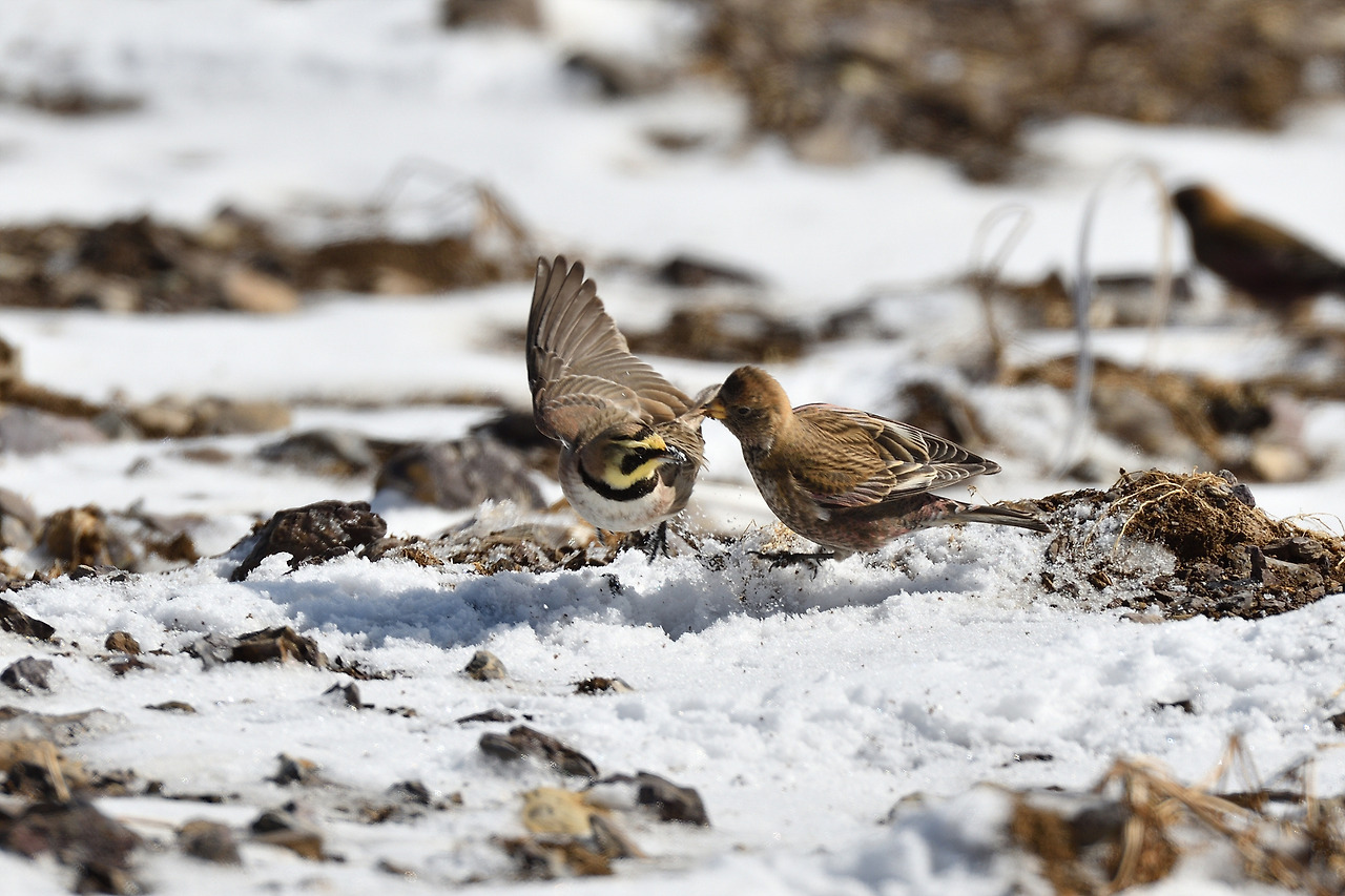 해변종다리 갈색양진이.jpg
