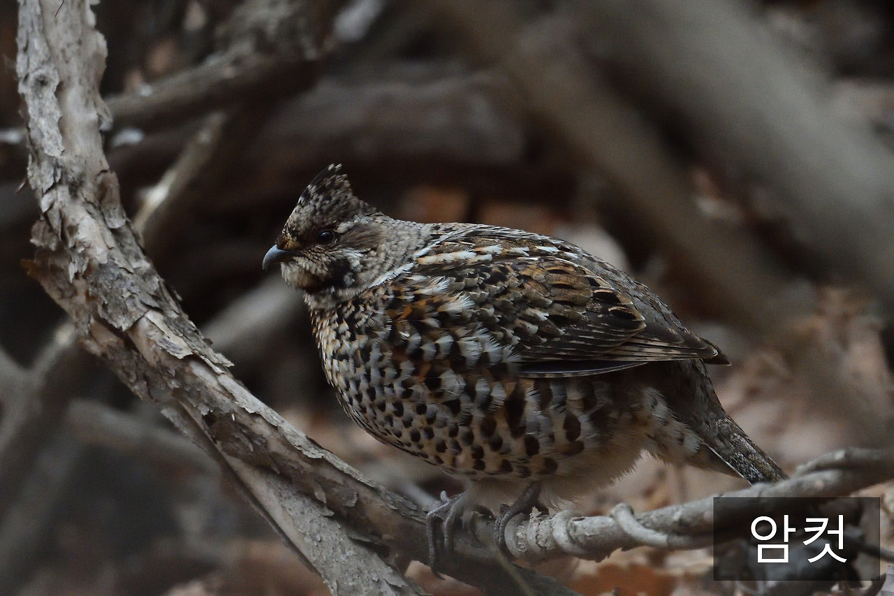 들꿩 암컷.jpg