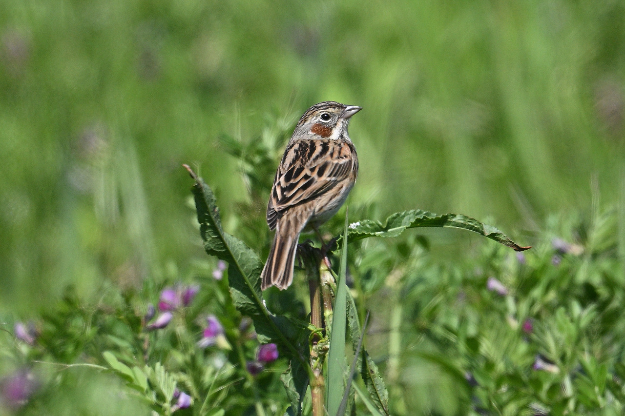 11. 붉은뺨멧새1.jpg