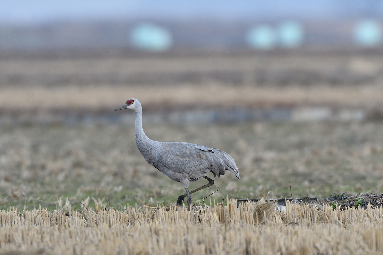 2018년 12월 홍성에서 만난 캐나다두루미.jpg