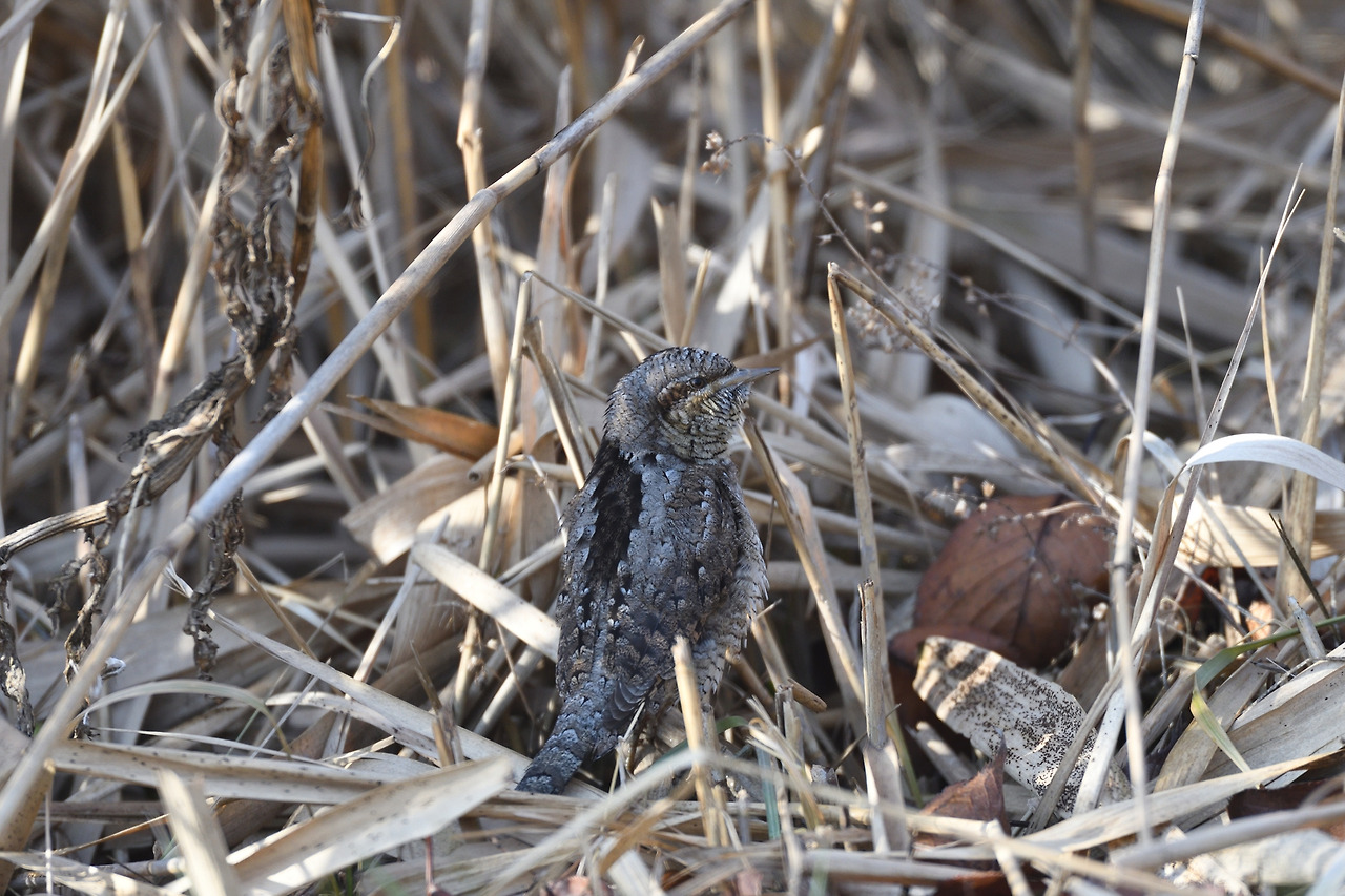 2021년 1월 안산.jpg