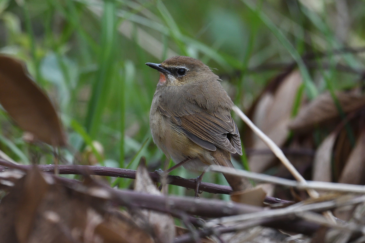 진홍가슴 어청도.jpg