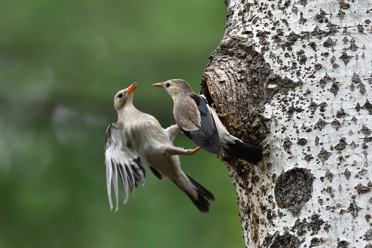 붉은부리찌르레기 암수.jpg